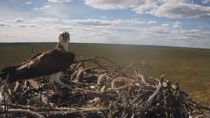 Скопа_Красный Бор_Самец вернулся на гнездо (13 июня 16:01)