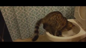КОТА СМЫЛИ В УНИТАЗ!!! ШОК!!!