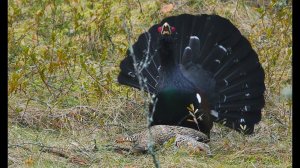 Спаривание глухарей. Capercaillie mating!