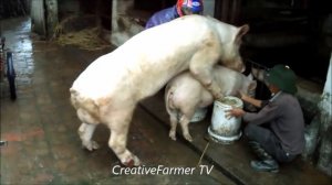 Pig Mating   Big Boar vs Small Sow ★ Life of Pigs P131✔