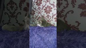 #Шанелька и сосед с перфоратором?