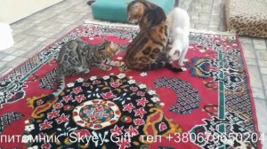 бенгальская кошка, бенгальский котенок, Питомник "Skyey Gift"