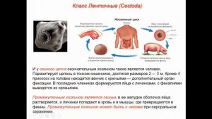 Биология. Раздел Зоология. Тип Плоские черви. Ленточные черви. Людмила Ивановна. Profi-Teacher.ru
