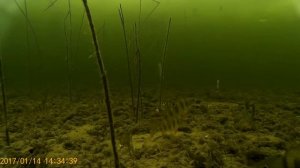 Ловим окуня зимой на черта. Съёмка под водой.