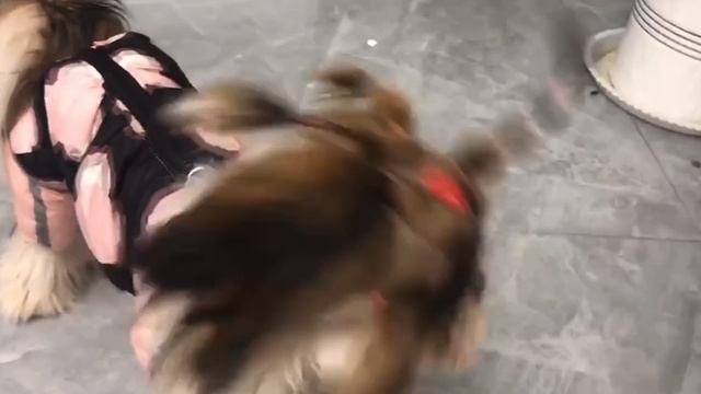 Зимняя одежда для собачек, сейчас по скидке! смотреть онлайн