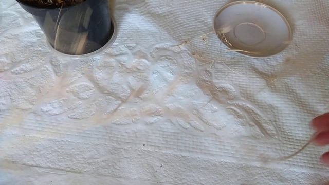 Семена капусты белокочанной из кочерыжки смотреть онлайн