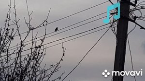 Как поёт скворец!!!