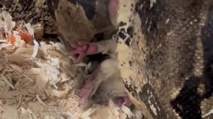 Snake eats Guinea Pig  *Graphic* Sensitive Content