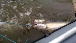 Рыбалка в Верхней Сысерти  Судак