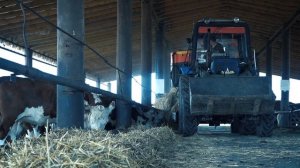 Выращиваем КРС мясной породы. Обмен опытом . Грант