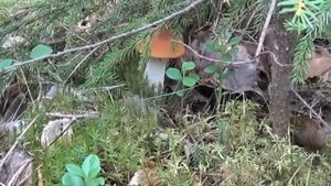 Охота на грибы в Толмачево.