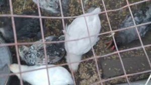 Выпустила цыплят с мамочкой погулять. Двухмесячные цыплята подросли и почти опёрились