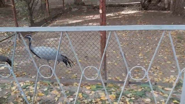 ДР Русика Зоопарк Парк Кафе смотреть онлайн