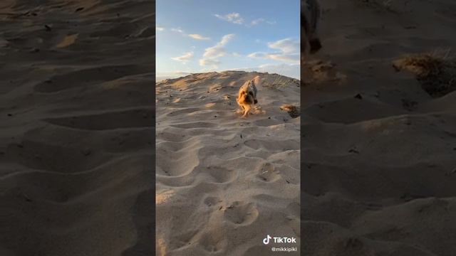 Хозяин и собака Мики смешные видео(2) смотреть онлайн