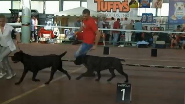 Одесса САС!В 12 мая Кане Корсо Кобели смотреть онлайн