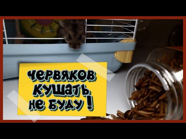 !! НЕ ПОШЕЛ ЕСТЬ ЧЕРВЯКОВ!! !!    #хомка #хомячок #хомячки #грызун #грызуны  #джунгарскийхомяк