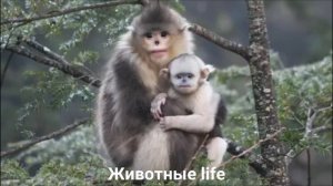 ТОНКИНСКИЙ РИНОПИТЕК?/Животные life/Приматы/Животные/Интересные факты