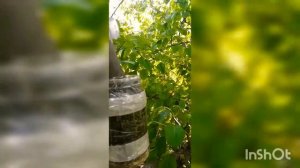 Воздушная отводка груши