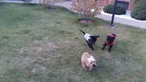 Бельгийский гриффон. Выпускники нашего питомника.