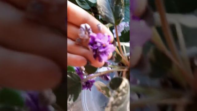 ЛЕ-Сады Вавилона трейлерная фиалка смотреть онлайн