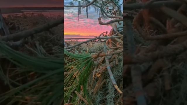 Dawn at @SuperBeaks Bald Eagles Nest (timelapse) ?? 20/12/22 Рассвет в гнезде белоголовых орланов