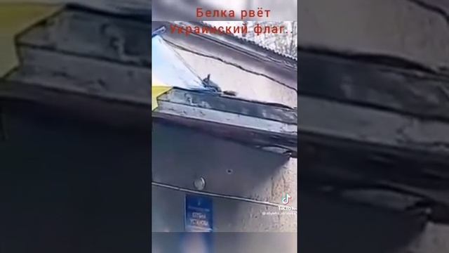 Наша белка в тылу врага,,, даже белка понимает...