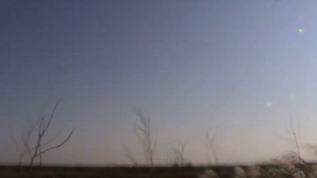 Охота на фазана с Западно-Сибирской лайкой