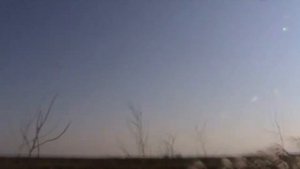 Охота на фазана с Западно-Сибирской лайкой