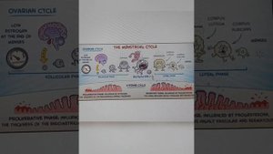 Менструальный цикл: гормоны, регуляция, фазы.