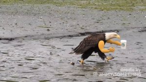 America, Fuck Yeah!