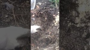 Ель голубая, осенняя посадка.