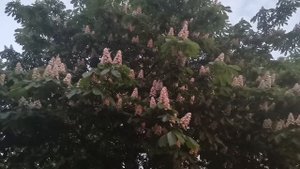 В городе цветут каштаны ,