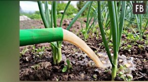 Кончики лука стали жёлтыми. Соседка сразу определила, чем полить