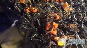 Краб пантера, креветки, улитки, скаты в АкваИнтерио