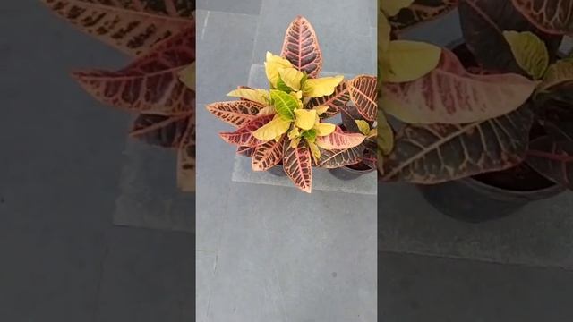 Croton petra plant/ Indoor plant/#shorts