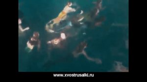 Как стать русалкой Русалки в бассейне