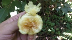 Инжир . Мутанте Венато,Жёлтая Шея, Фиолетовый ...  22