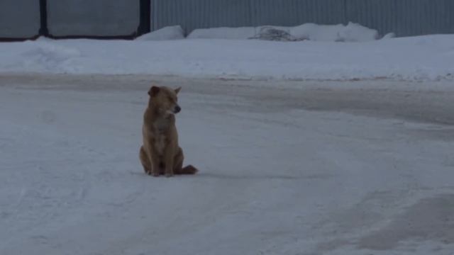 Такой УЖАС вижу впервые.Что у него с глазом?? смотреть онлайн