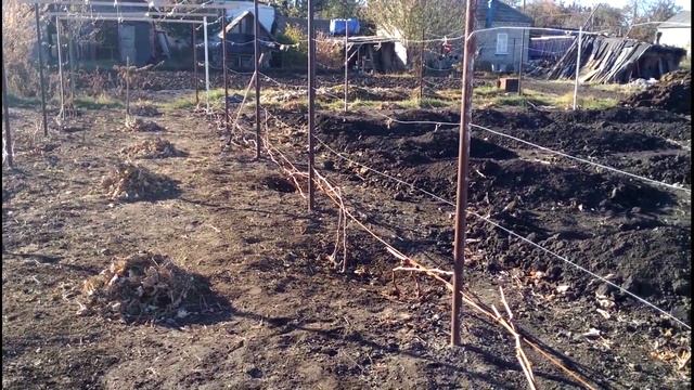 Профилактика болезней на винограднике, уборка листьев смотреть онлайн