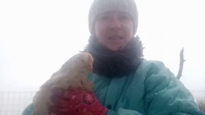 Что с моими курами?Забился зоб,курица хрипит ?Принимаю все советы ?