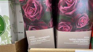 Саженцы в Леруа Мерлен: розы и гортензии с открытой корневой системой