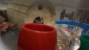 Ласка ест цыплёнка (часть 2)