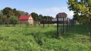 Дикий хряк в деревне Хомутово