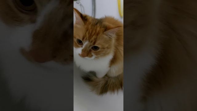 Стеша пошла в ванную смотреть онлайн