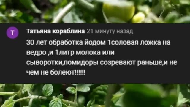 50 ЛЕТ ЛУЧШЕ ДЛЯ ПОМИДОРОВ НЕТ. СУПЕР ПОДКОРМКА ПОМИДОР ИЮНЬ ИЮЛЬ  Чем подкормить томаты.