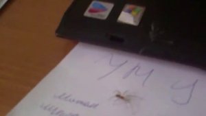 Паук спустился с потолка