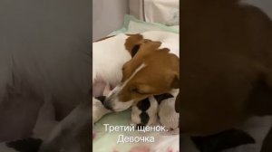 Джек рассел. роды