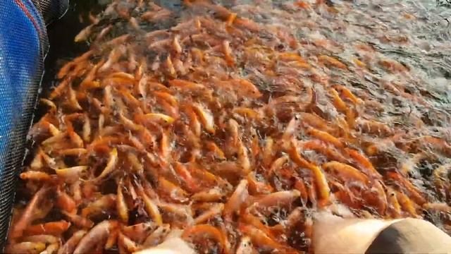 Рыбий пилинг ног смотреть онлайн