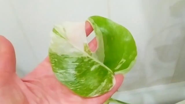 Монстеры в моём цветнике. УХОД ЗА МОНСТЕРОЙ