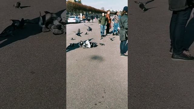 Питер.Васька.07 апреля 2020. Набережная Лейтенанта Шмидта. смотреть онлайн